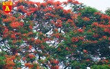 Ngắm đảo cò Hưng Yên mùa phượng vỹ